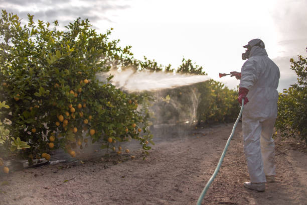 Best Rat Extermination Near Me  in Jacksonville, FL