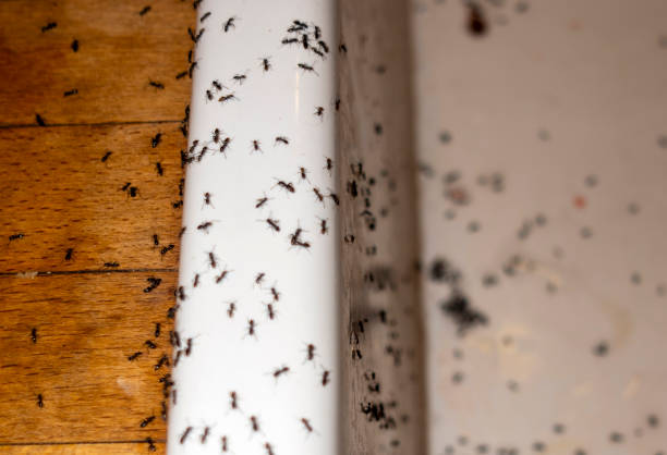 Best Wildlife Control Services  in Jacksonville, FL